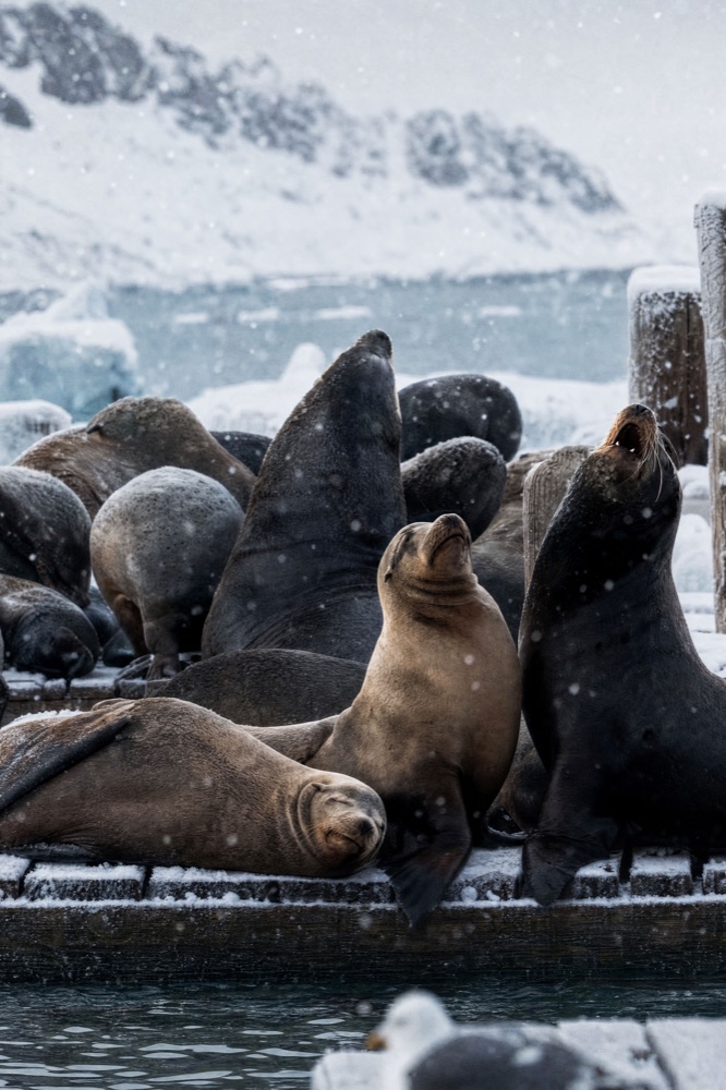 Sea lions resting on a snowy dock